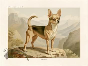 CFA Dog Chihuahua 04